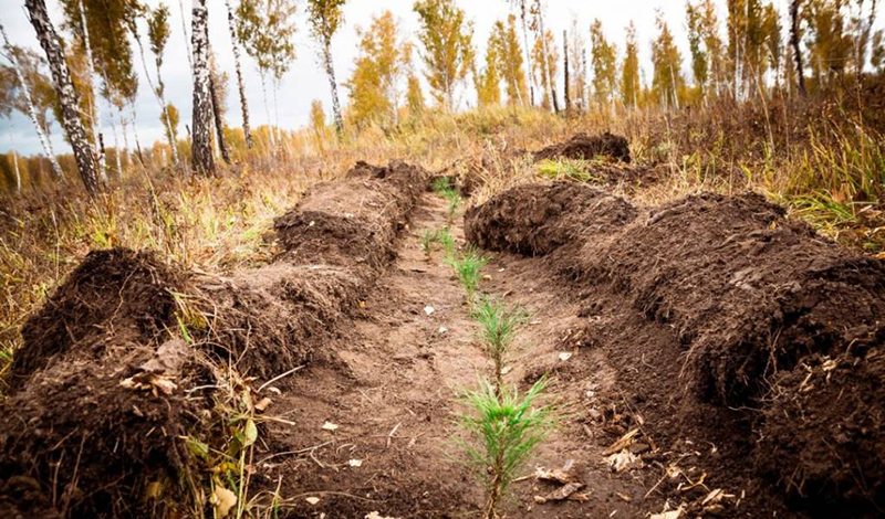 В Татарстане готовятся к проведению лесовосстановительных работ в рамках национального проекта «Экология»