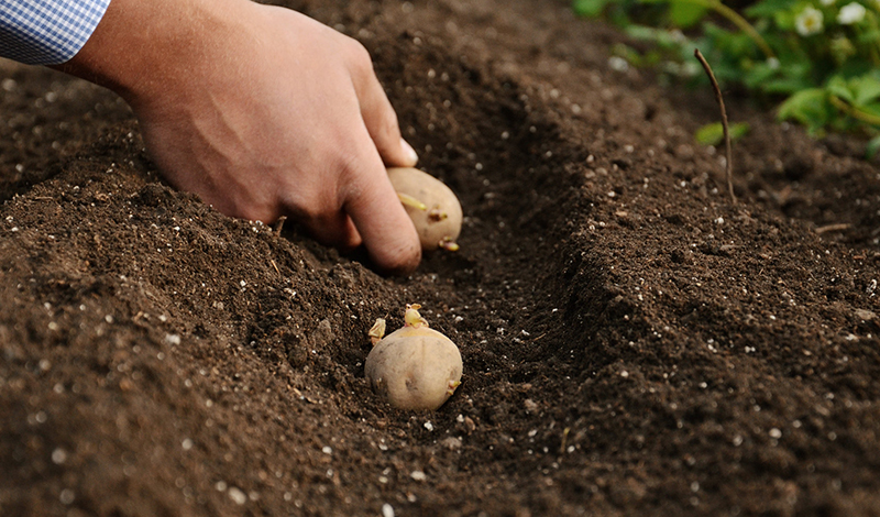 В Татарстане собираются перевыполнить план по посадке картофеля