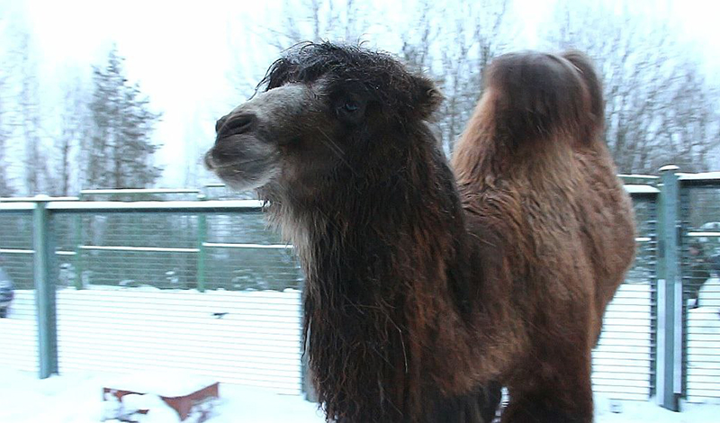 В Центр воспроизводства Московского зоопарка приехал двугорбый верблюд
