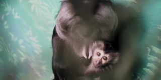 В зоопарке родились 2 детеныша редкого львинохвостого макаки