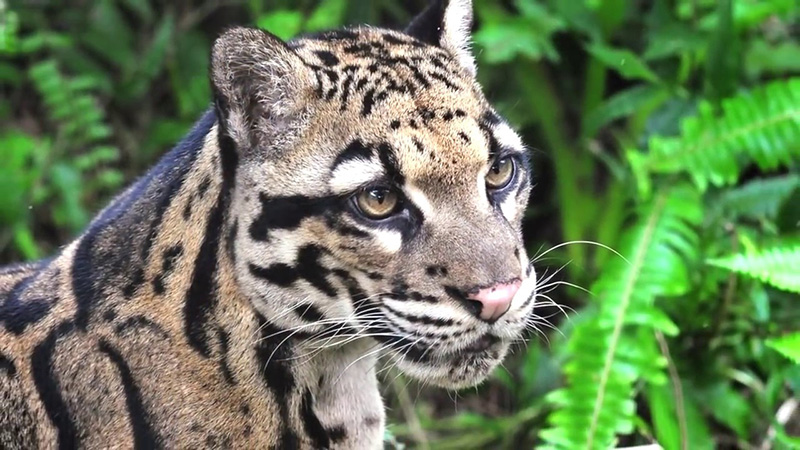 В Московский зоопарк прибыли двое дымчатых леопардов