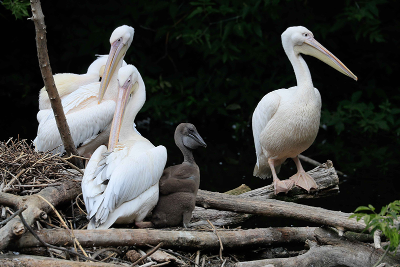Пеликаны вышли на летний пруд