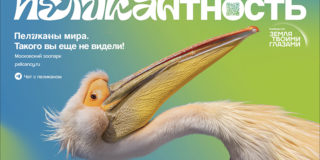 В зоопарке открылась выставка «Пеликаны мира»