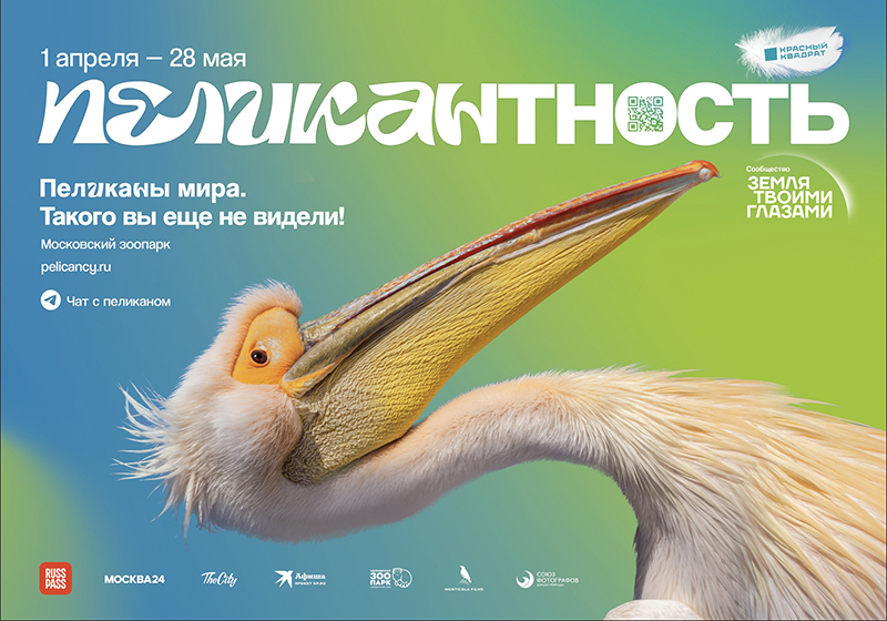 В зоопарке открылась выставка "Пеликаны мира"