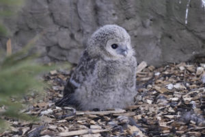 В ЗООПАРКЕ ПОЯВИЛИСЬ НА СВЕТ ПТЕНЦЫ НЕЯСЫТИ