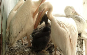 В зоопарке появился на свет розовый пеликан