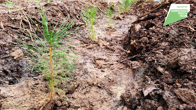 В Татарстане по нацпроекту «Экология» проведено лесовосстановление и лесоразведение на площади 1266 га