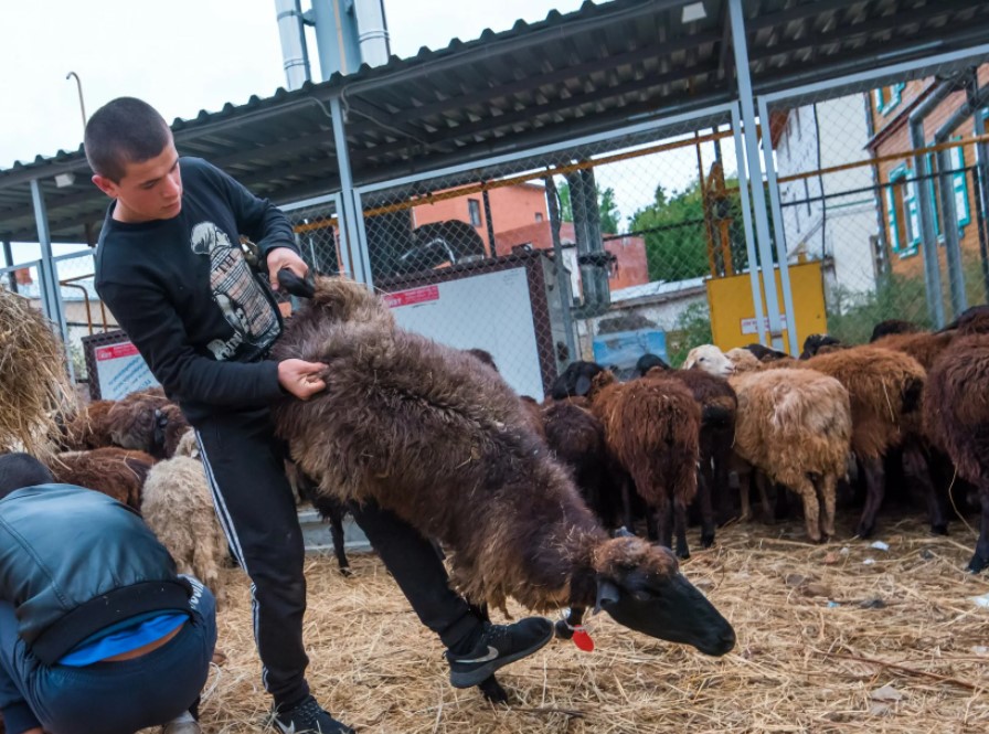 Ветслужба призывает татарстанцев покупать животных на Курбан-байрам в республике