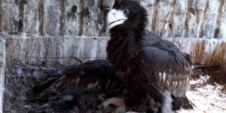 В Московском зоопарке появились на свет два птенца белоплечего орлана