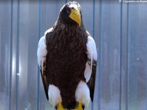 В Московском зоопарке появились на свет два птенца белоплечего орлана