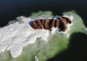 Более 1000 проб воды, донных отложений и воздуха отберут ученые МГУ во время мониторинга окружающей среды в акваториях Баренцева, Карского и Охотского морей