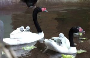 Два птенца черношейных лебедей появились на свет в Московском зоопарке