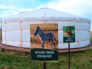 18 молодых людей в июле-сентябре помогут сохранению и изучению лошади Пржевальского в Оренбургском заповеднике. РГО проводит отбор волонтеров!