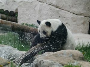 31 июля приглашаем на День рождения больших панд