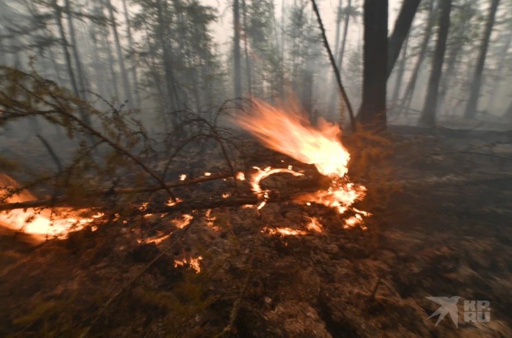 В Татарстане лесных пожаров в 2022 году не зафиксировано
