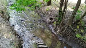 В Ростовской области расчистят Большую Черепаху от загрязнений и насекомых