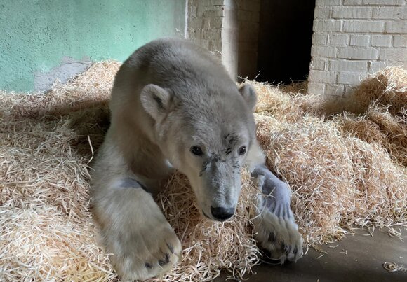 В Московском зоопарке прошел врачебный консилиум по поводу ситуации с белым медведем из Диксона.