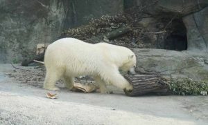 Московский зоопарк запускает социально-культурный просветительский проект о белом медведе для школьников