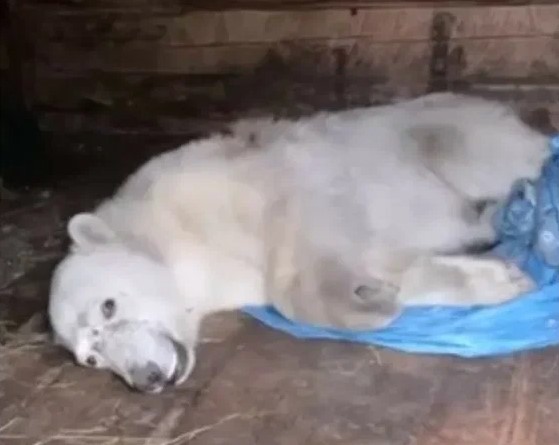 Ветеринарные врачи Московского зоопарка спасают белого медведя, пострадавшего на Таймыре. 