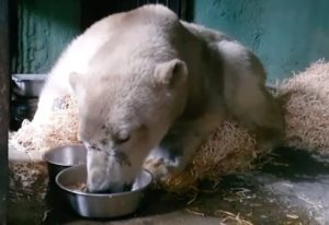 Белый медведь в зоопарке - день третий