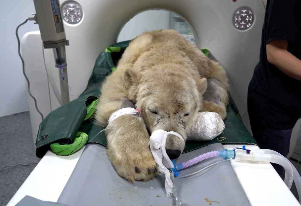 В минувшие выходные белому медведю провели КТ и МРТ-диагностику.