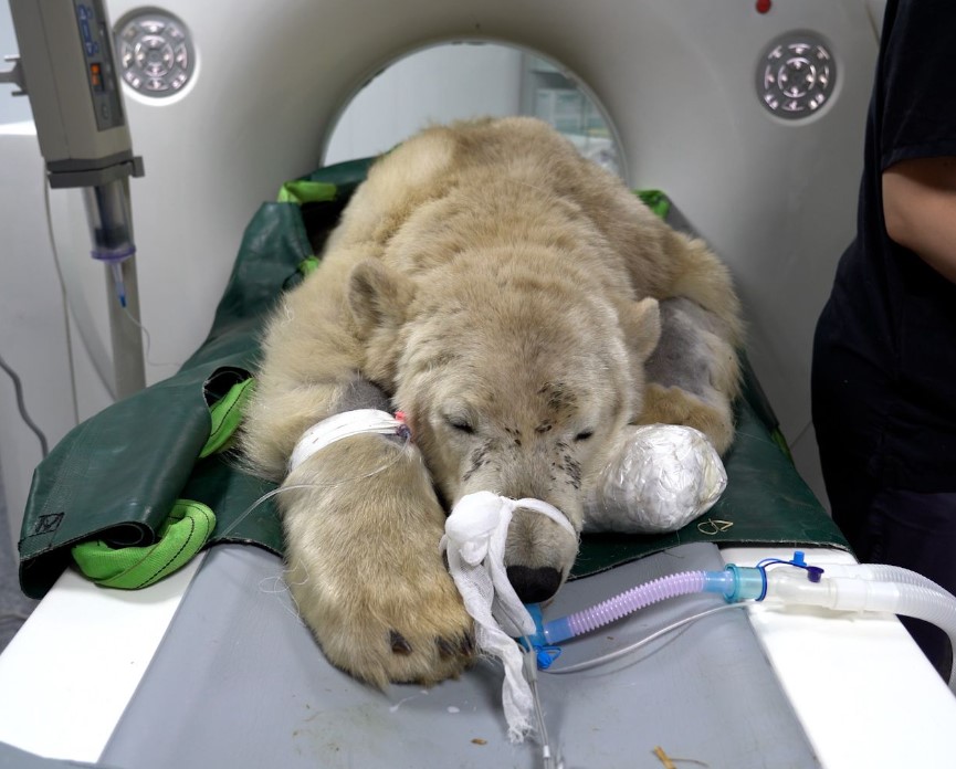 Белый медведь, пострадавший на Таймыре, прошел осмотр невролога в Московском зоопарке.