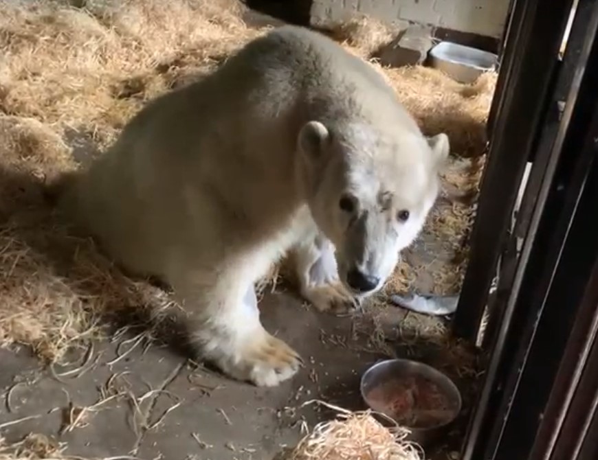 Специалисты Московского зоопарка работают над специальным рационом для белого медведя