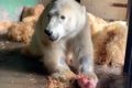 Ветеринары Московского зоопарка заявили о частичной чувствительности задних конечностей у медведя Диксона