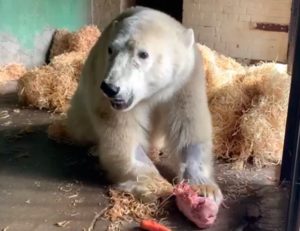 Ветеринары Московского зоопарка заявили о частичной чувствительности задних конечностей у медведя Диксона