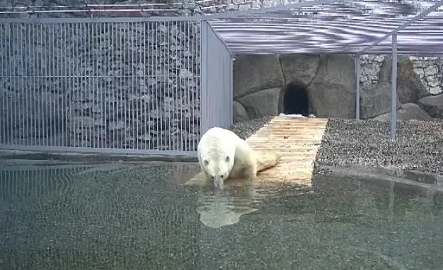 Медведь Диксон вышел в новый вольер и впервые искупался в бассейне
