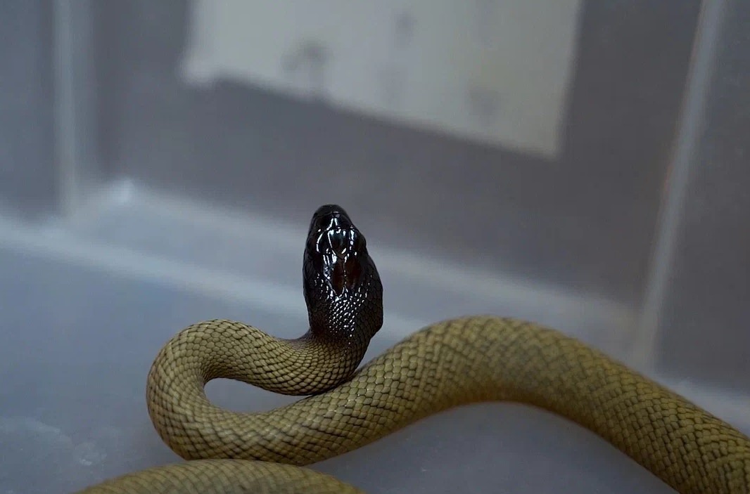В Московском зоопарке прибавление в семействе самых ядовитых змей в мире