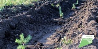 В 2022 году в Татарстане провели лесовосстановление на площади 3619 гектаров
