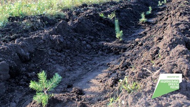 В 2022 году в Татарстане провели лесовосстановление на площади 3619 гектаров