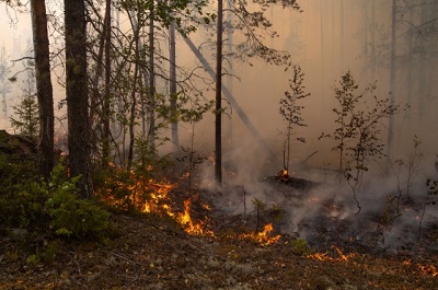 Камчатка готовится к лесным пожарам – на борьбу выделят 31,6 млн