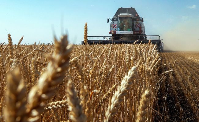 В 2022 году в Татарстане на субсидии для производителей на реализованное зерно направили 1,3 млрд рублей