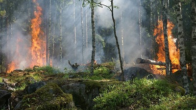 Иркутская область готовится к борьбе с лесными пожарами