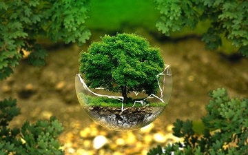 Уникальный творческий проект на сайте всероссийской Программы «Деревья – памятники живой природы»!
