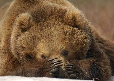 Медведь Гром погрузился в зимний сон