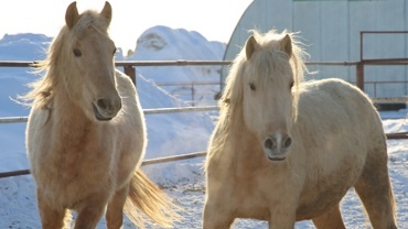 В Татарстане разводят неприхотливых и морозоустойчивых лошадей с голубыми глазами