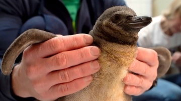 Два пингвиненка Гумбольдта появились на свет в Московском зоопарке