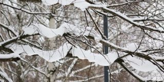 В Татарстане общая площадь защитных лесных насаждений в 2022 году составила 145 тысяч гектаров