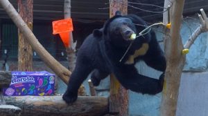 Три медведя нашли дом в Московском зоопарке