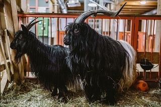 Новые обитатели Городской Фермы на ВДНХ: валлийские козы и лойские овцы