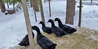 НА ПРУДУ ЗООПАРКА ПОЯВИЛИСЬ УТКИ КАЮГИ