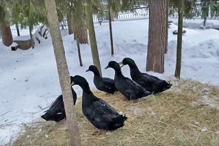 НА ПРУДУ ЗООПАРКА ПОЯВИЛИСЬ УТКИ КАЮГИ