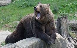 Московский зоопарк — приглашение на съемку: выход медведей после спячки