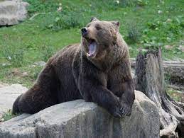 Московский зоопарк - приглашение на съемку: выход медведей после спячки