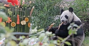 День панд прошел в Московском зоопарке