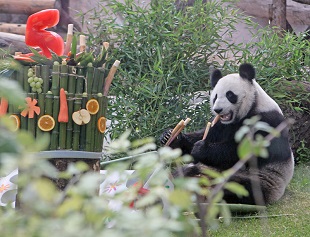 День панд прошел в Московском зоопарке