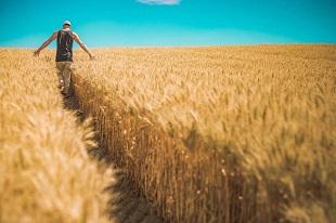 В Татарстане в оборот возвращено 35,8 тысяч гектаров сельхозугодий